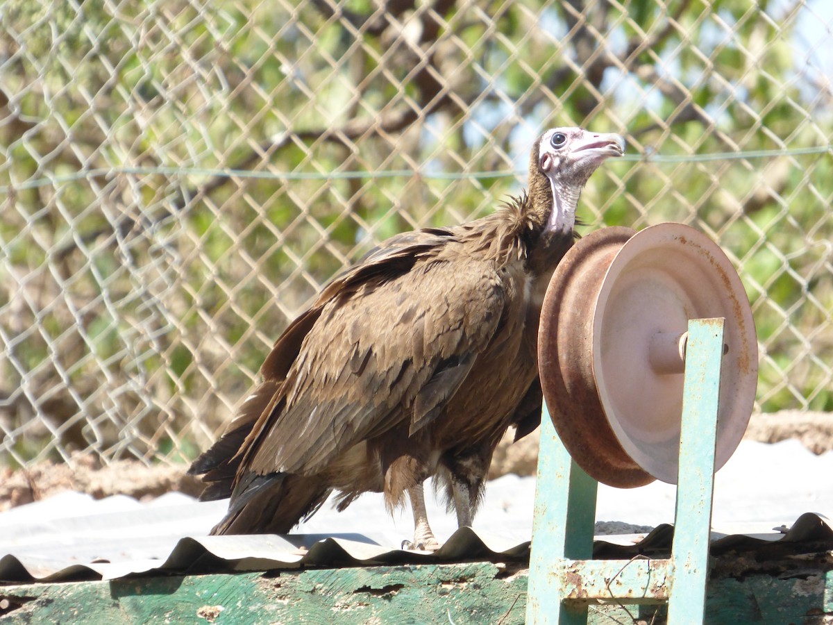 Hooded Vulture - Héctor Bintanel Cenis