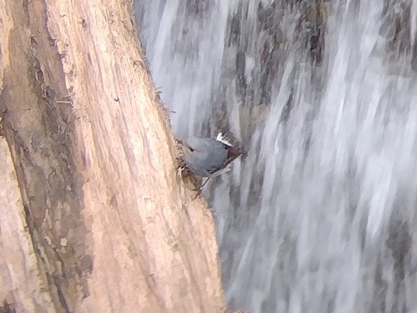 Plumbeous Redstart - ML610197579