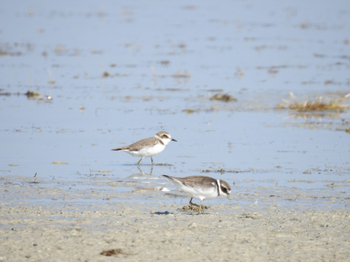 Kentish Plover - ML610197621