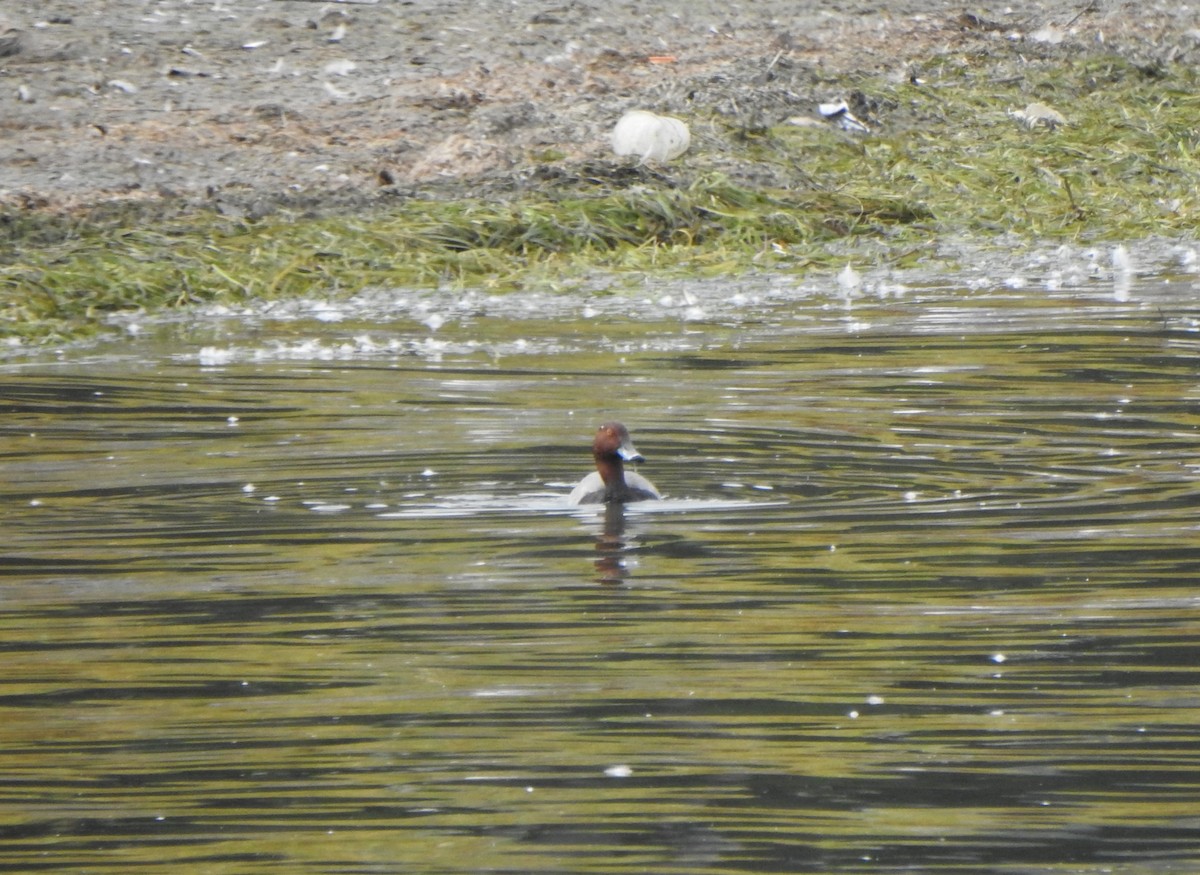 Redhead - ML610197651