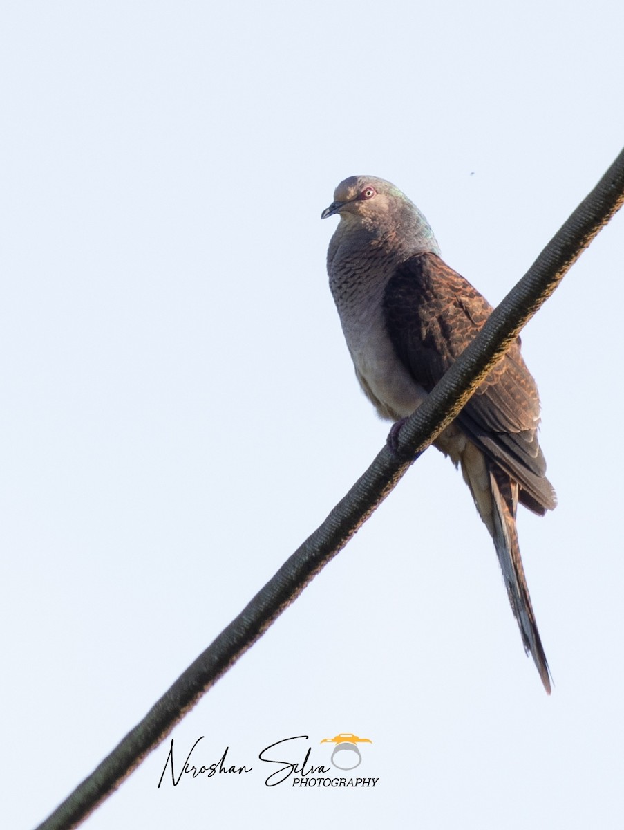 Barred Cuckoo-Dove - ML610197659