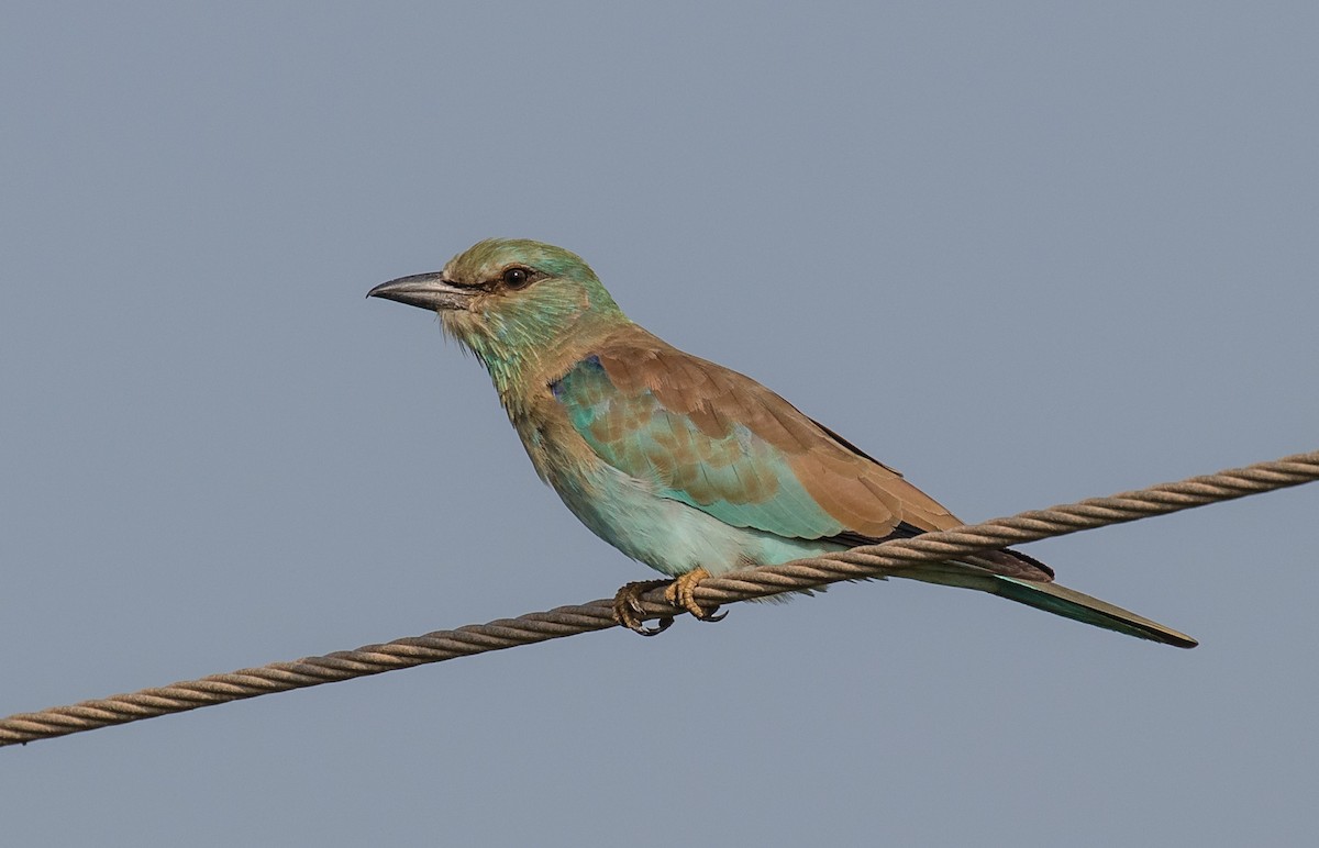 European Roller - ML610197674