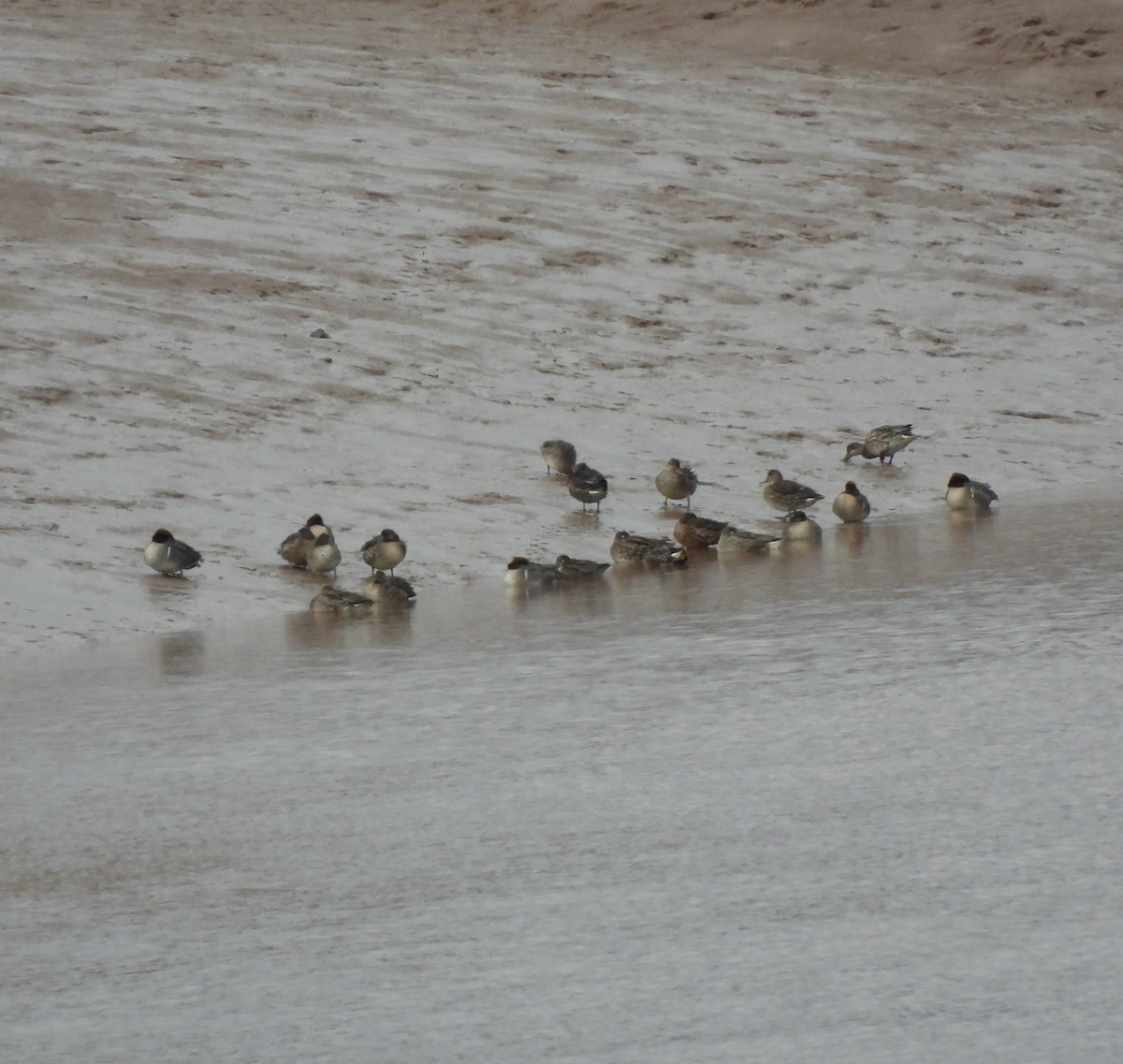 Green-winged Teal - ML610197756