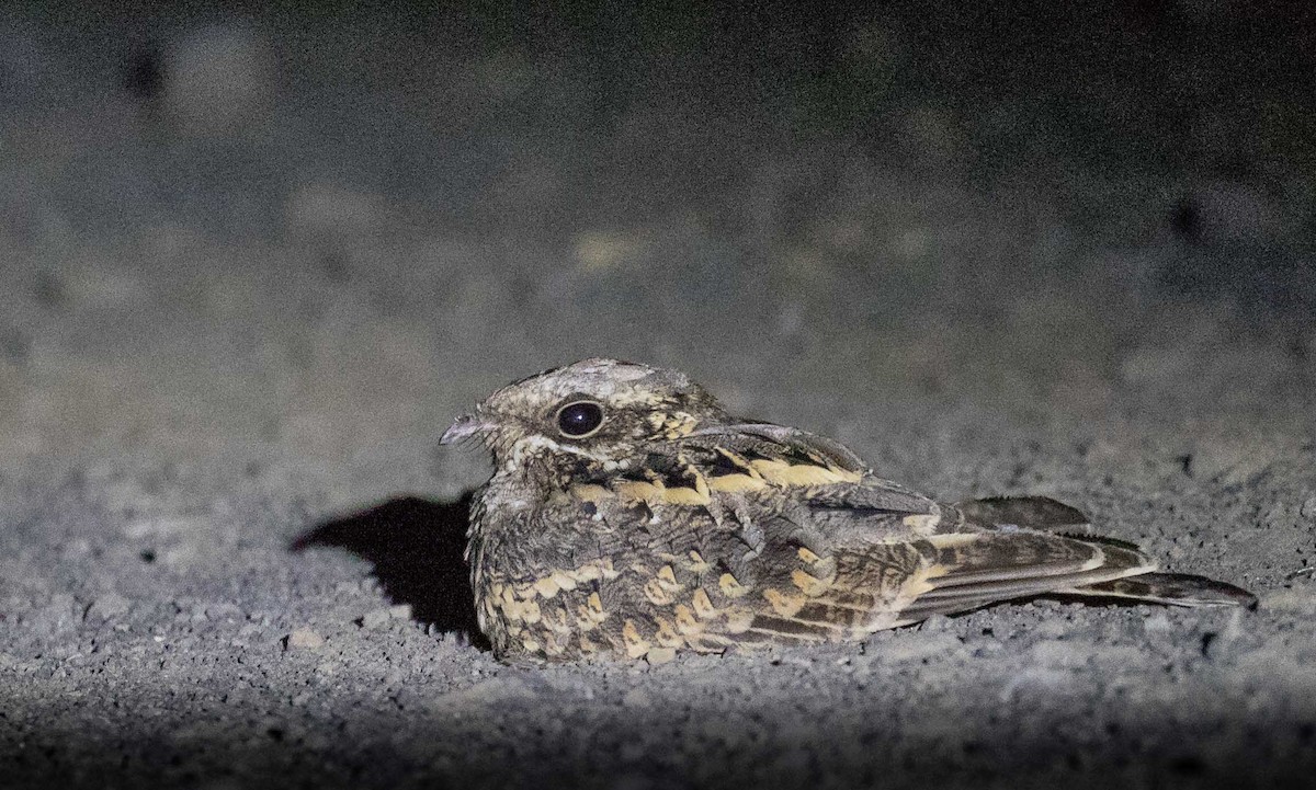 Indian Nightjar - ML610197780