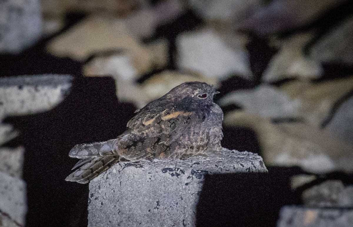 Savanna Nightjar - Thomas Job