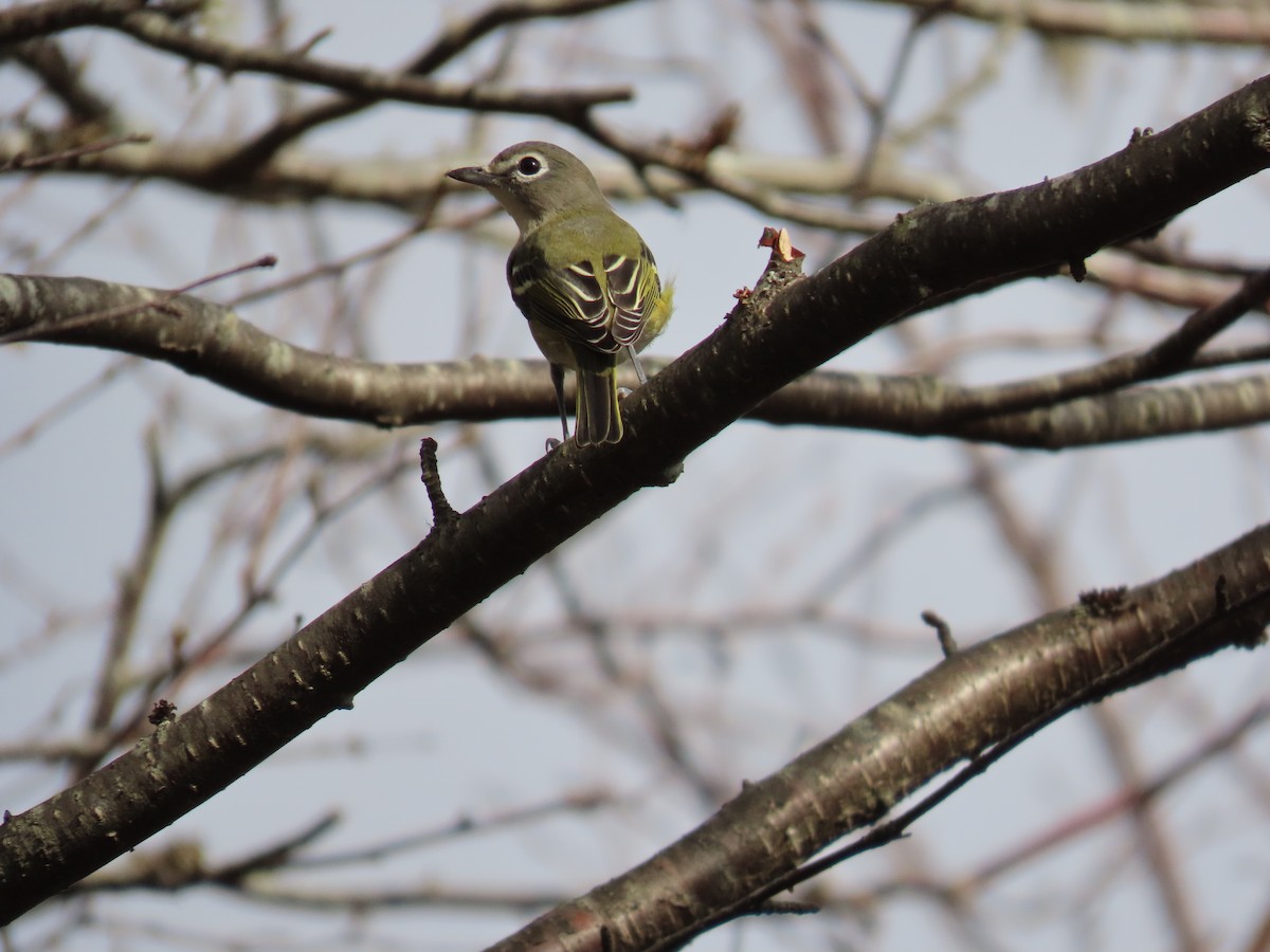 Blue-headed Vireo - ML610197819