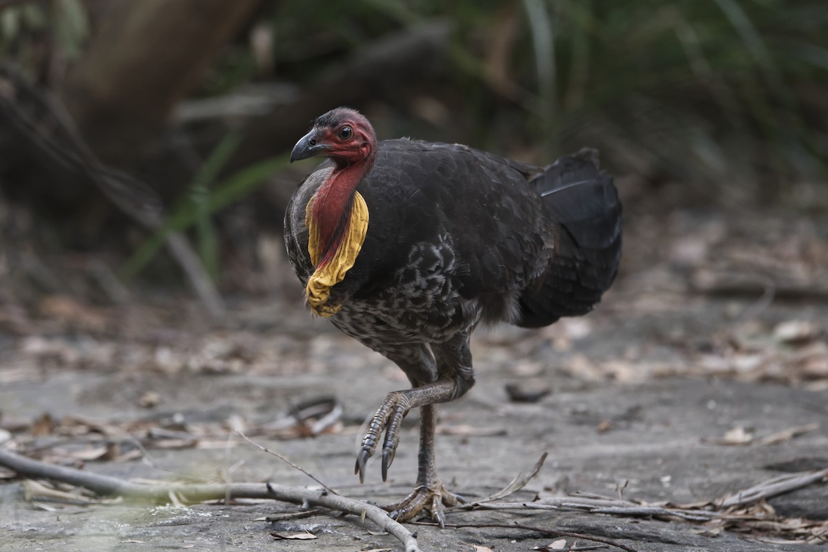 Australian Brushturkey - Adrian van der Stel