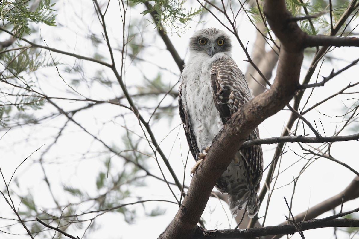 Powerful Owl - ML610197841