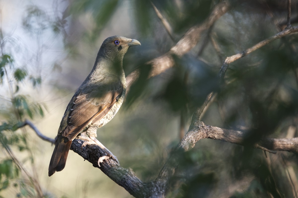 Satin Bowerbird - ML610197890