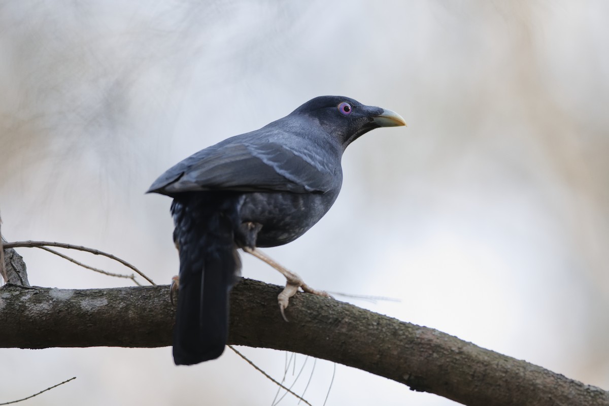 Satin Bowerbird - ML610197894