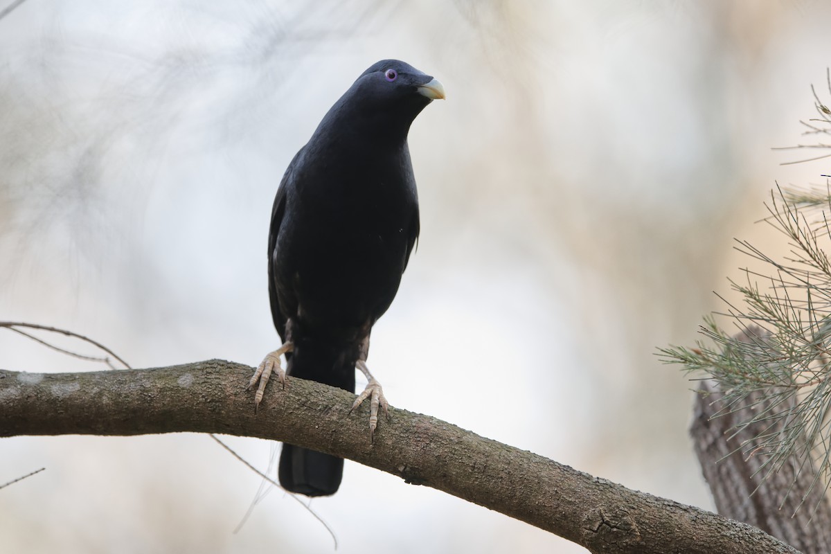 Satin Bowerbird - ML610197897