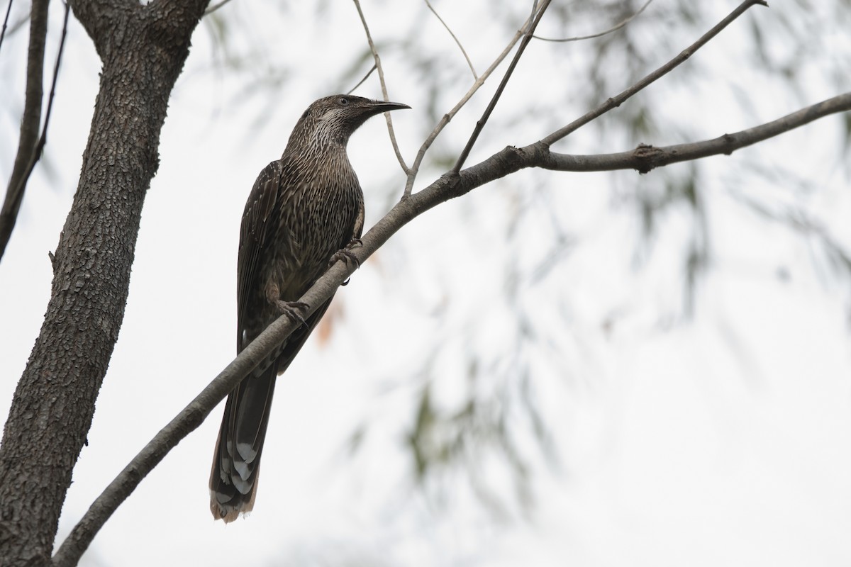 Little Wattlebird - Adrian van der Stel