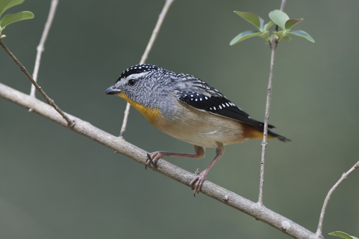Spotted Pardalote - ML610197911