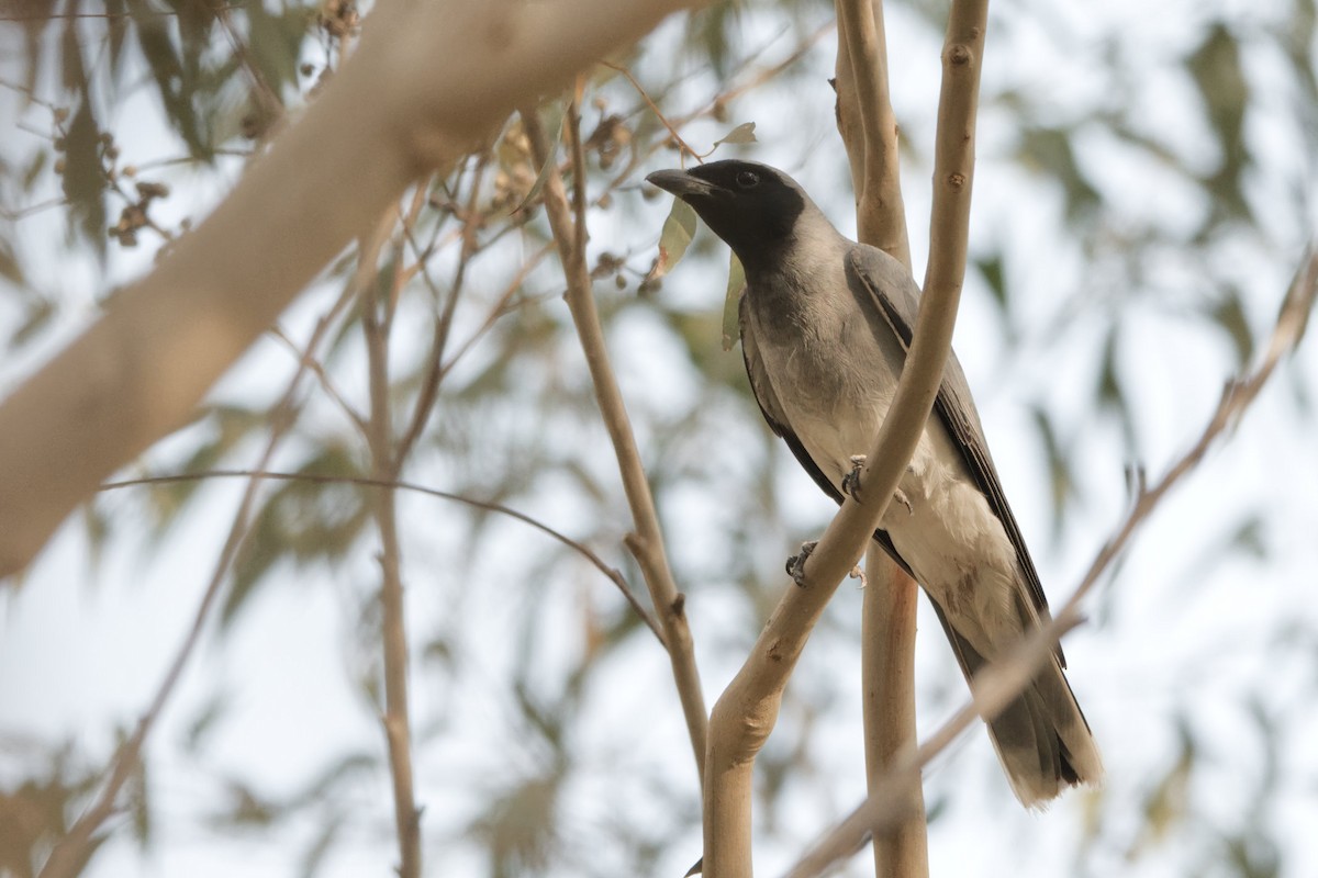 Black-faced Cuckooshrike - ML610197916