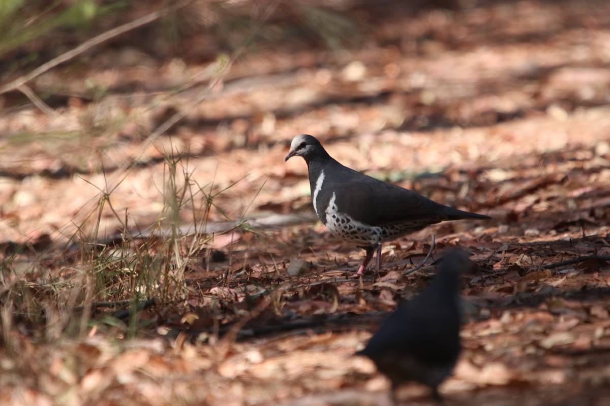 Wonga Pigeon - ML610197953