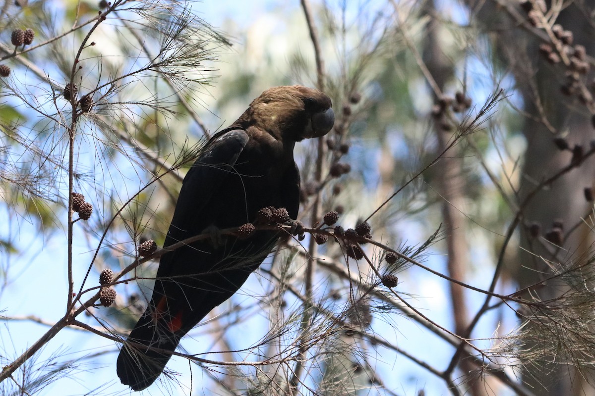 Glossy Black-Cockatoo - ML610197955