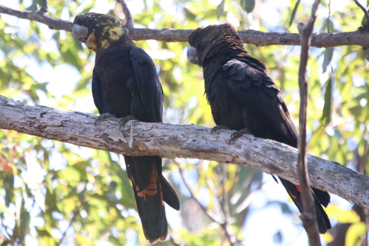 Glossy Black-Cockatoo - ML610197958