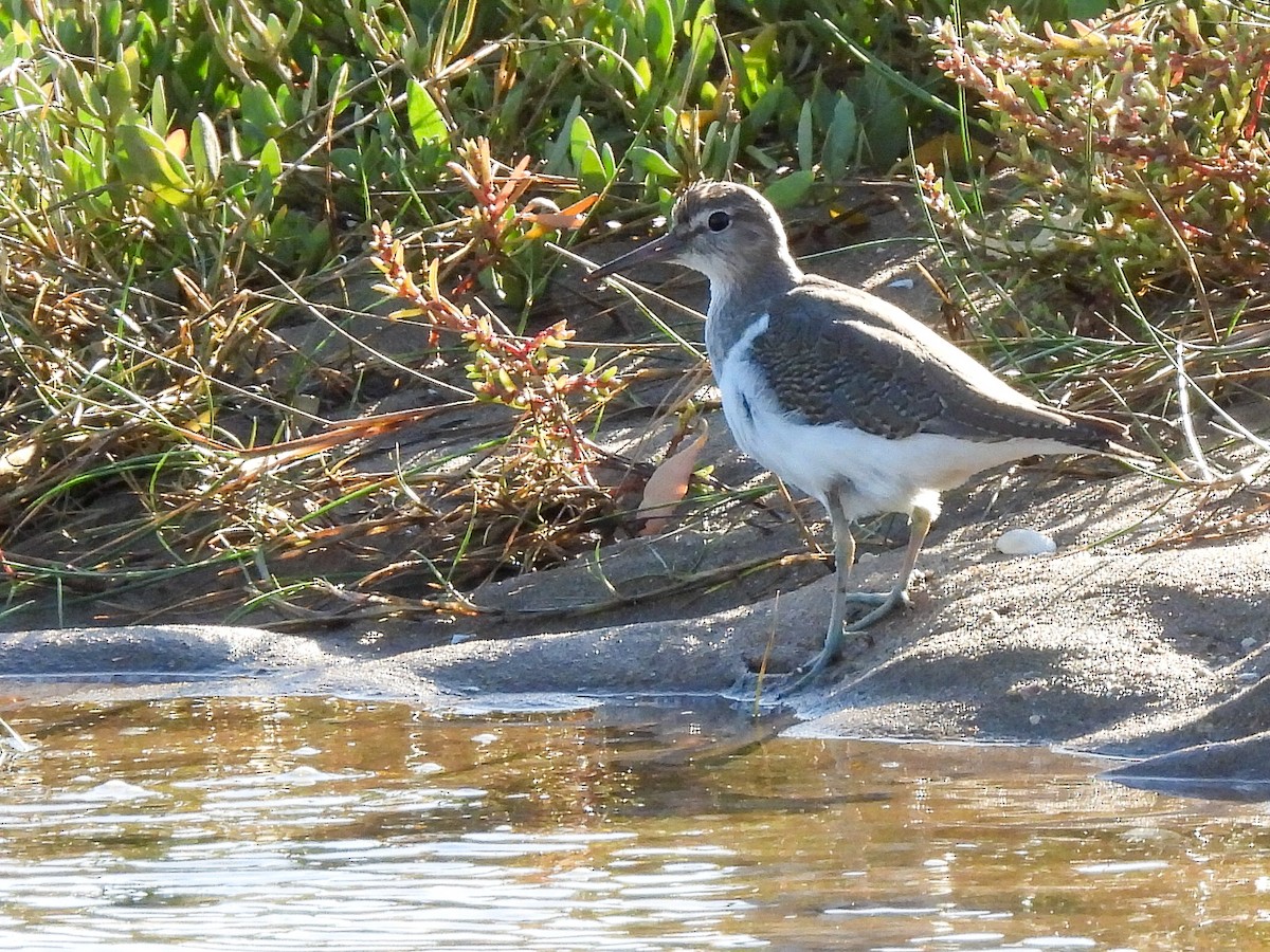 Common Sandpiper - ML610198012