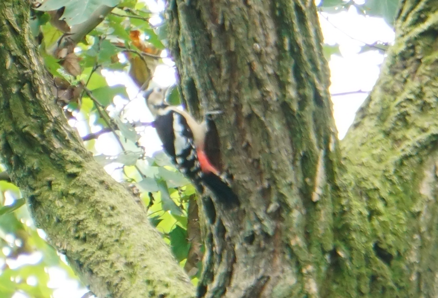 Great Spotted Woodpecker - ML610198022