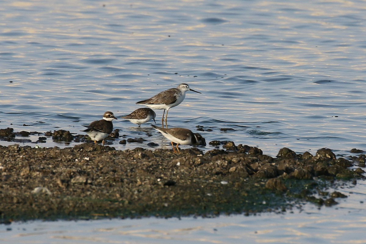 Teichwasserläufer - ML610198105