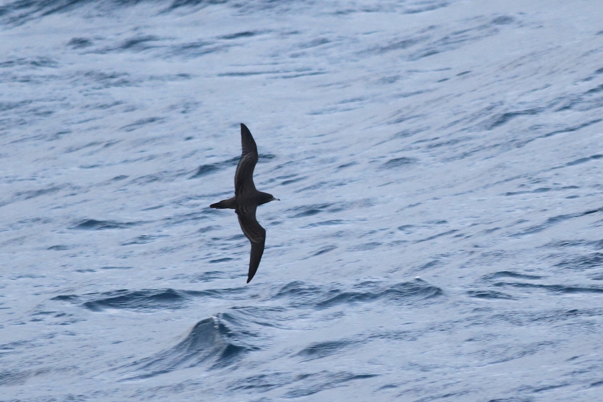 Wedge-tailed Shearwater - ML610198343