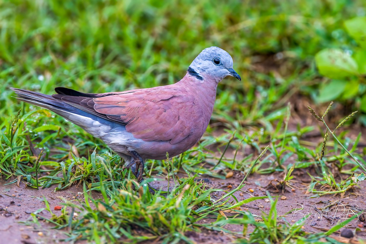 Red Collared-Dove - ML610198377