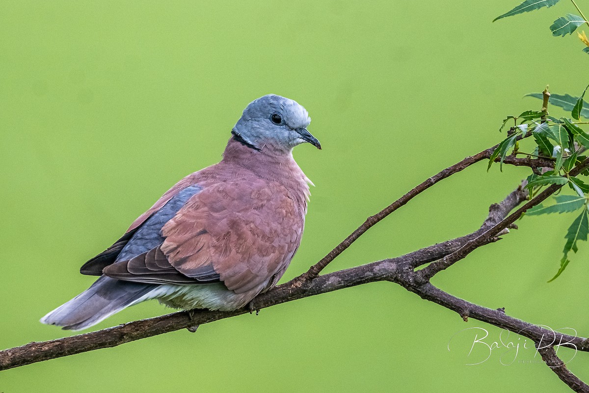 Red Collared-Dove - ML610198378