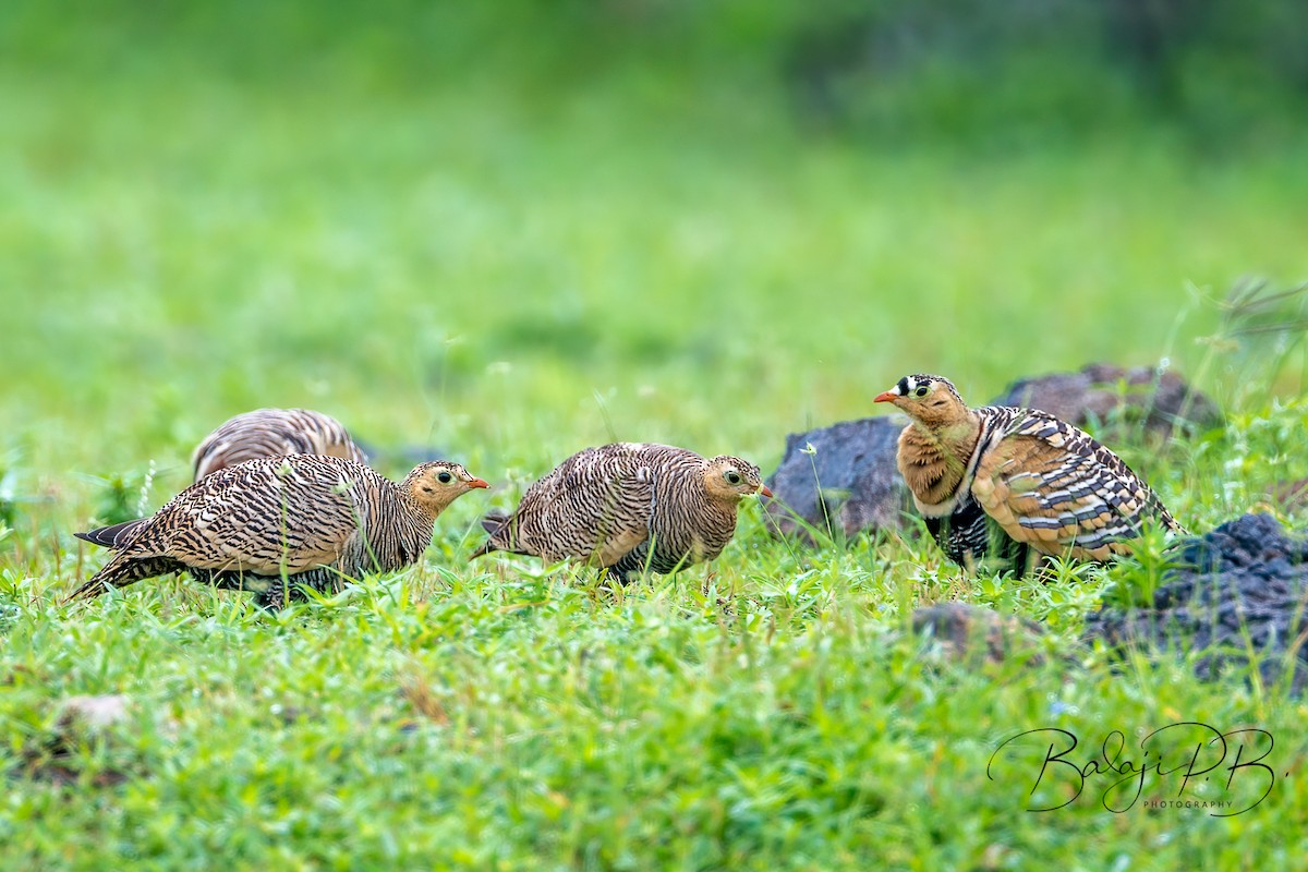 Painted Sandgrouse - ML610198407