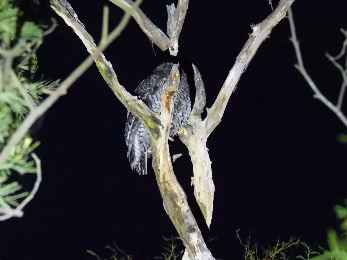 Powerful Owl - ML610198437