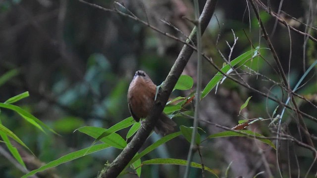 Tawny-breasted Wren-Babbler - ML610198481