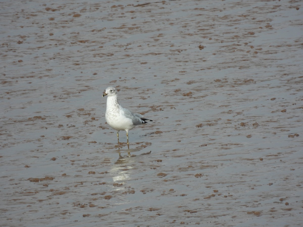 Ring-billed Gull - ML610198536