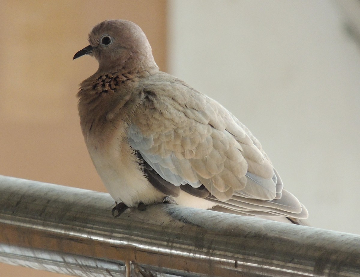 Laughing Dove - ML610198556