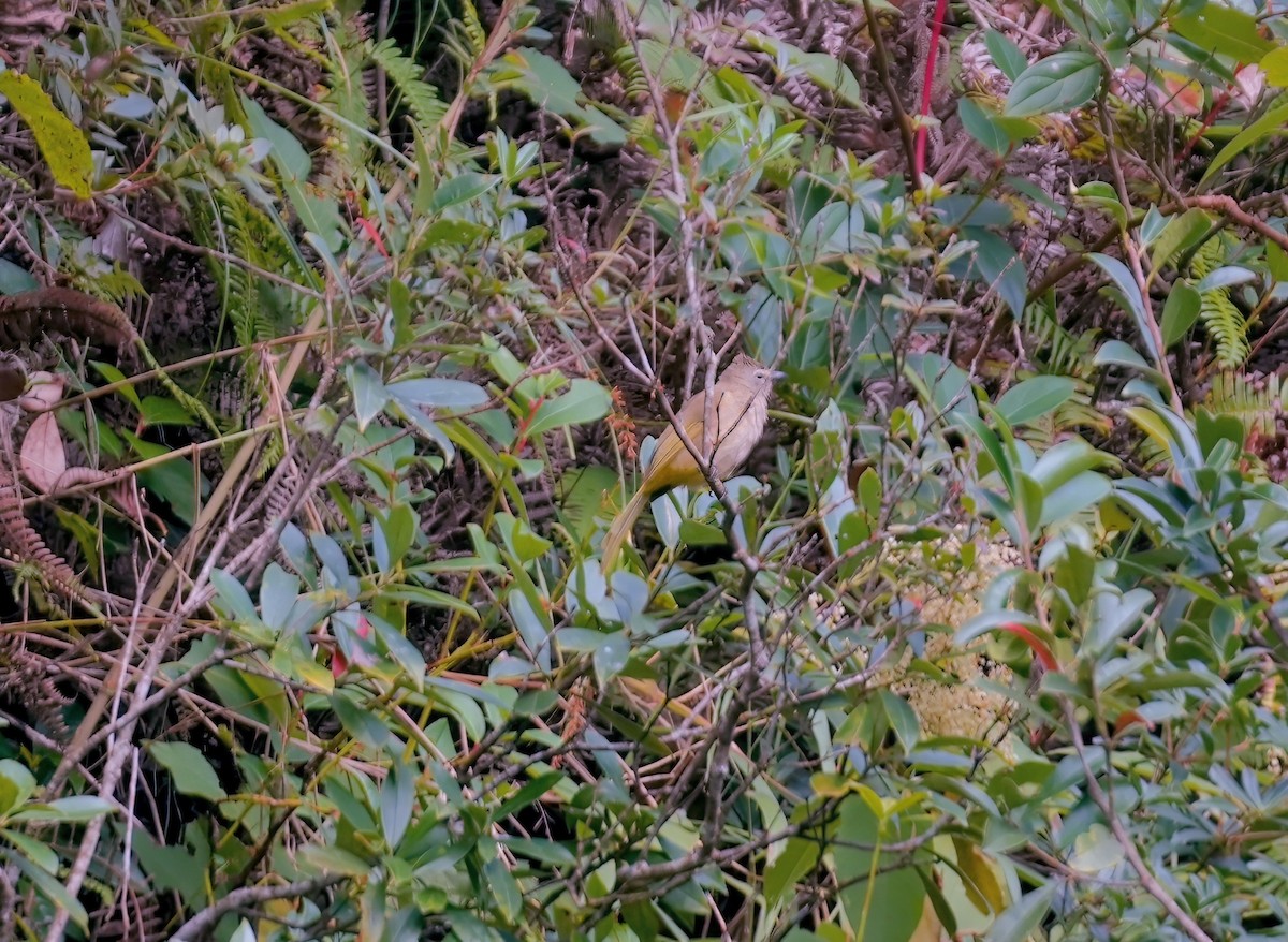 Flavescent Bulbul - ML610198607