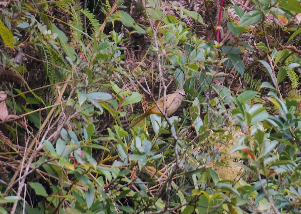 Flavescent Bulbul - ML610198608