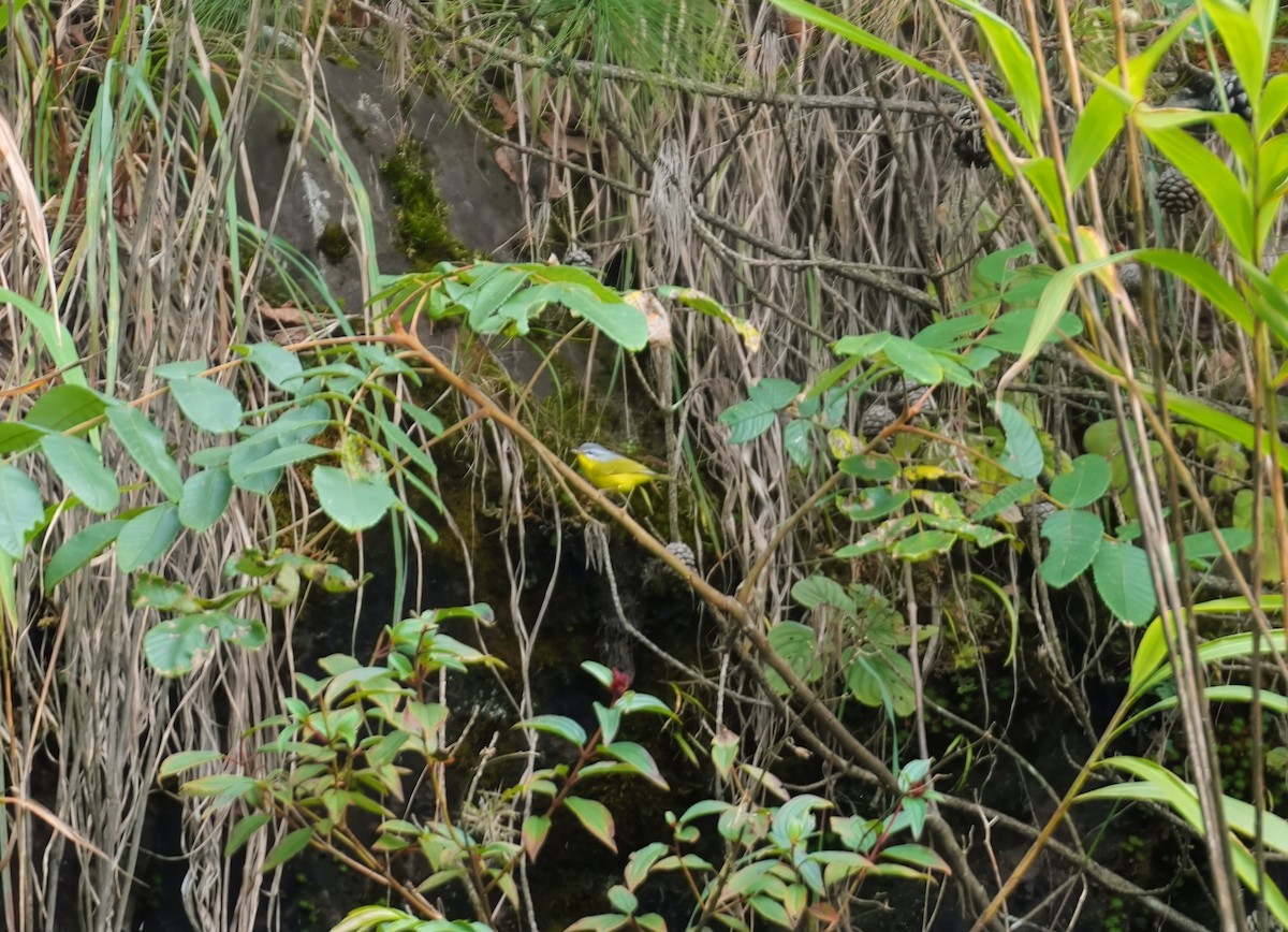 Gray-hooded Warbler - ML610198612