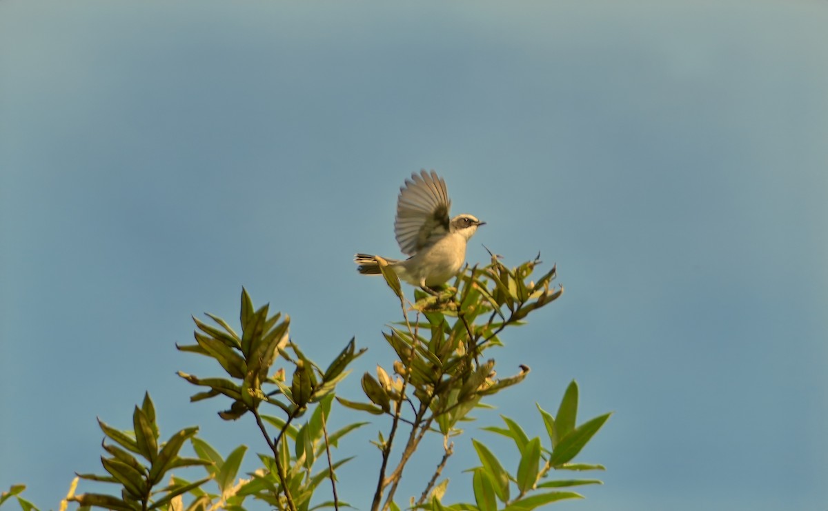 Gray Bushchat - ML610198615
