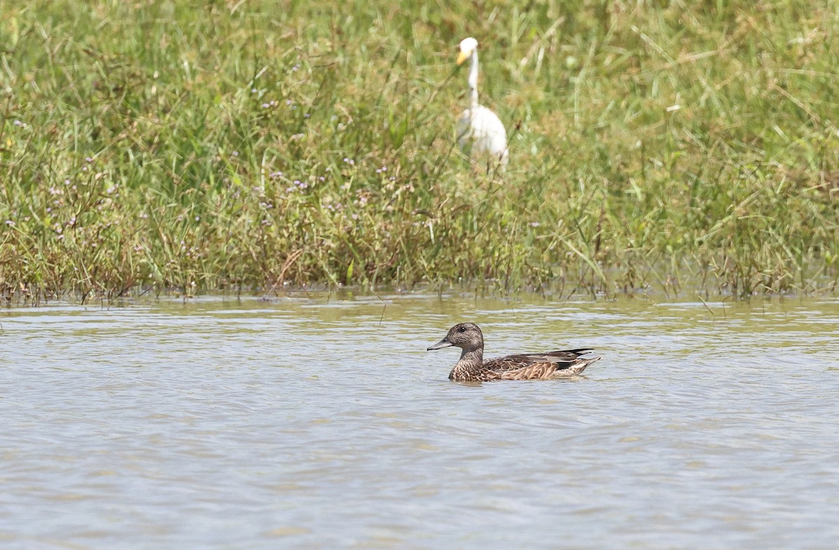 Falcated Duck - ML610198617