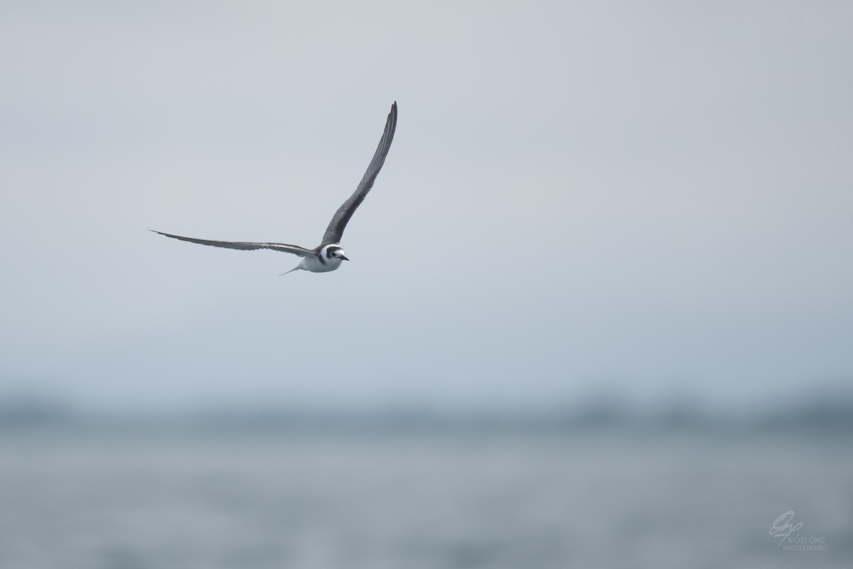 Black Tern - ML610198653