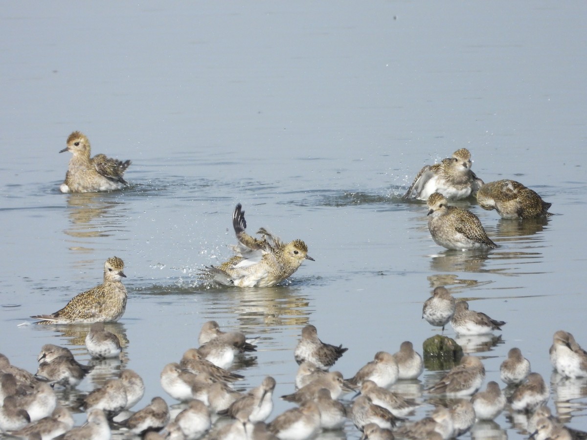 Chorlito Dorado Europeo - ML610198696