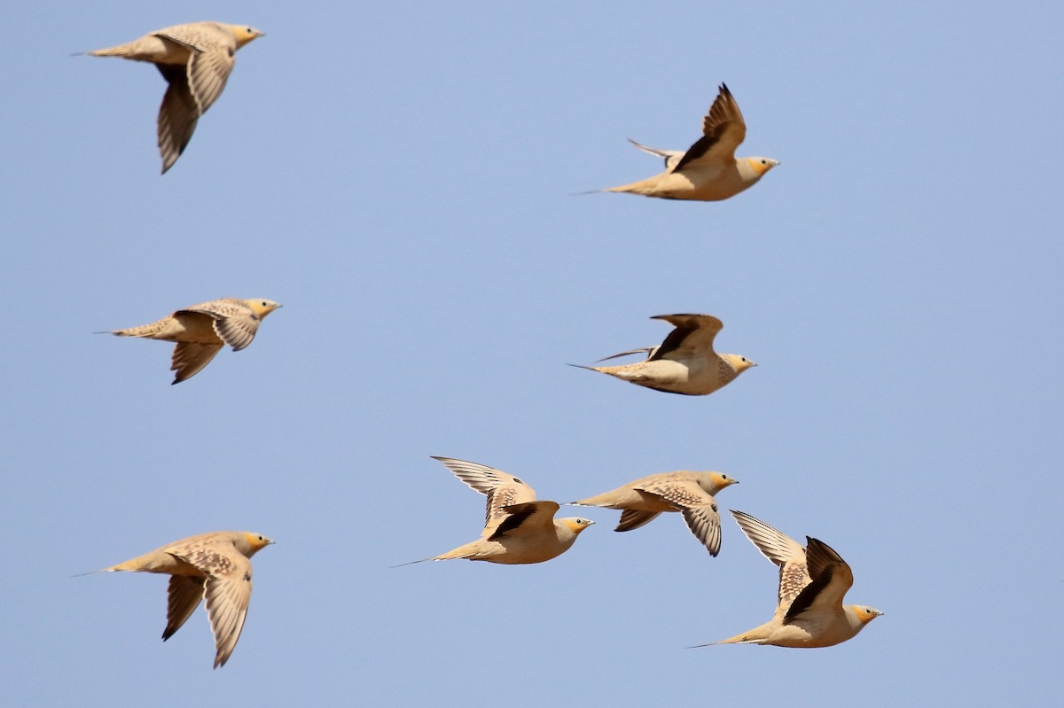 Spotted Sandgrouse - ML610198758