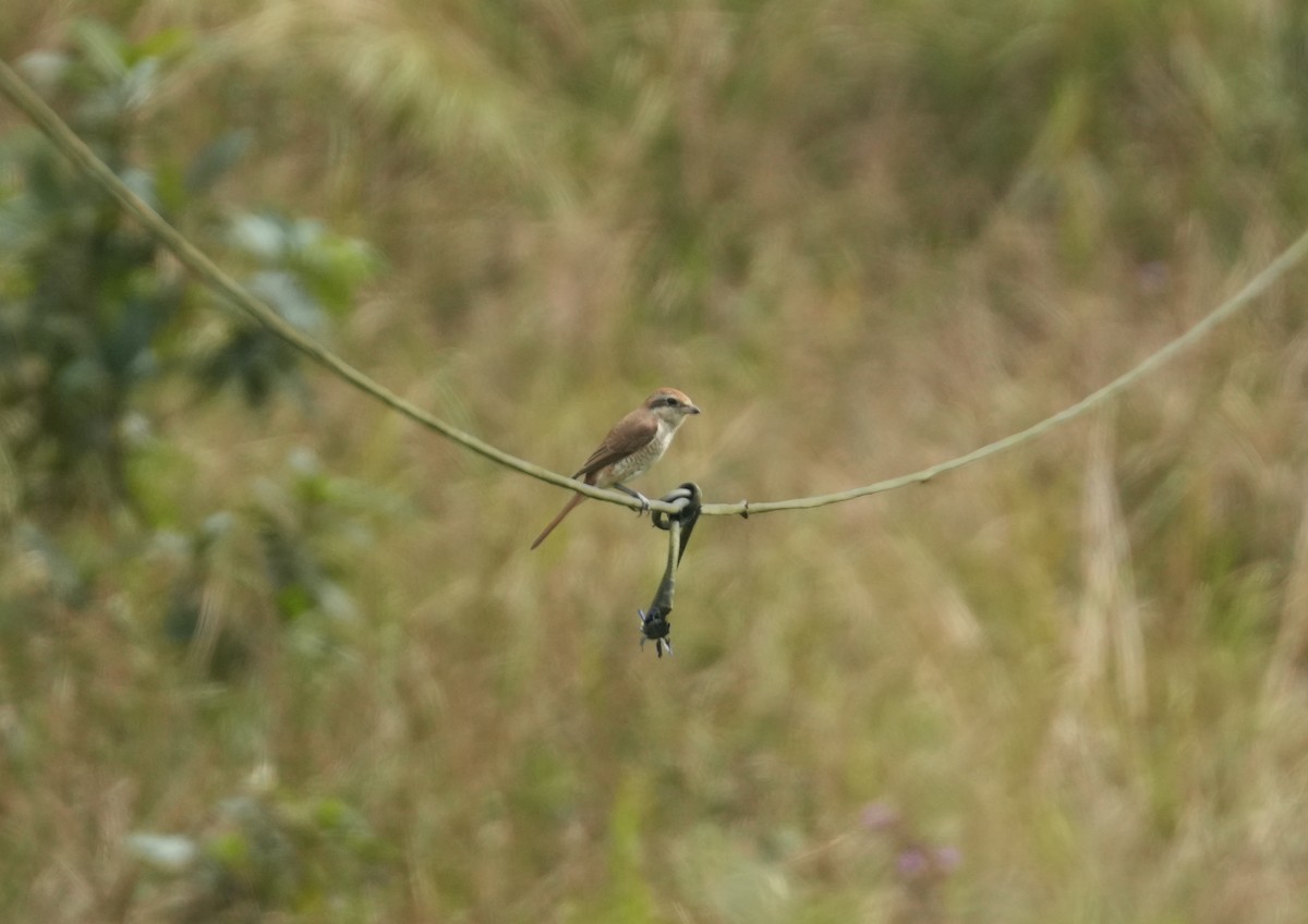 Long-tailed Shrike - ML610198797