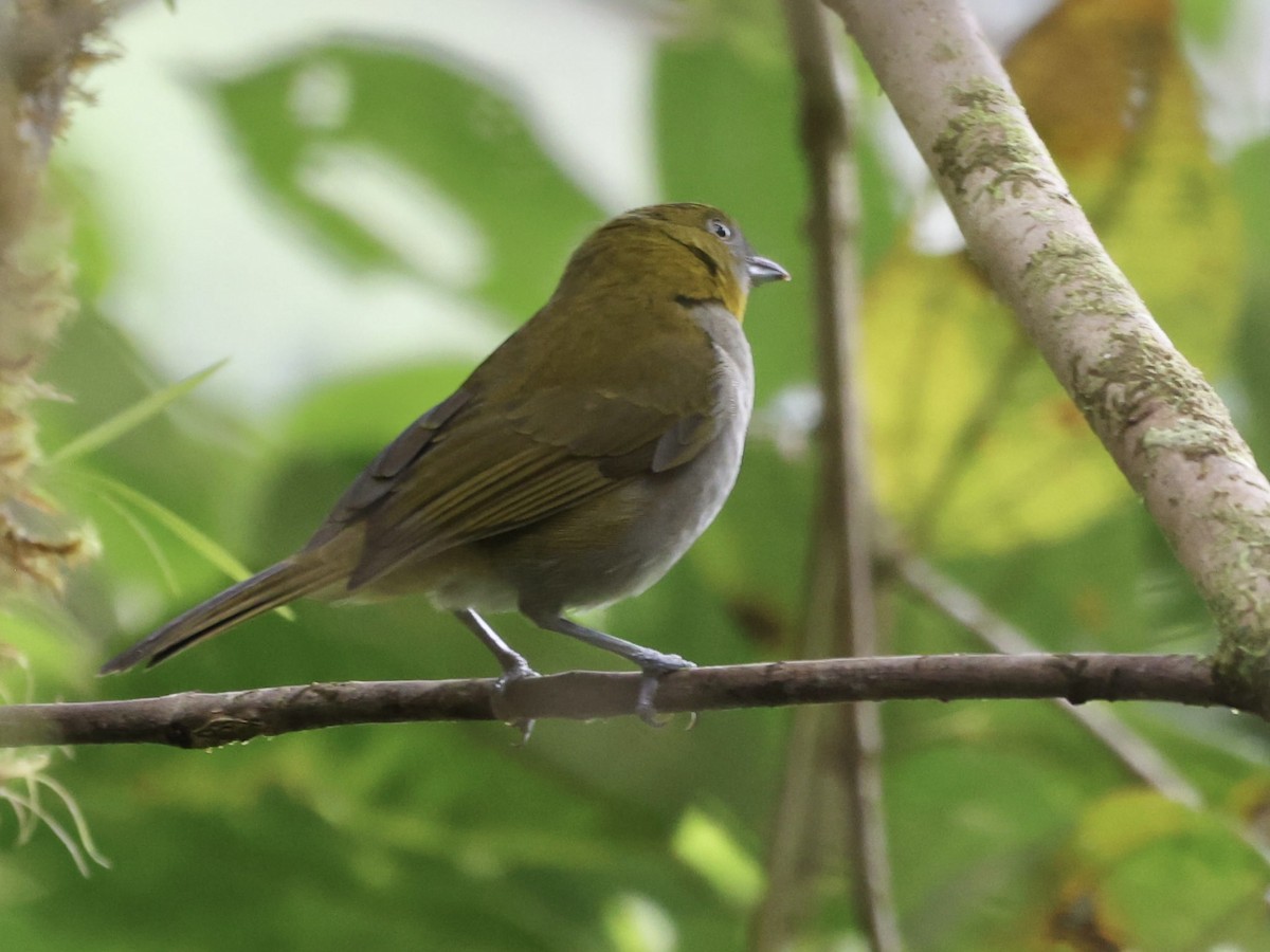 Yellow-throated Chlorospingus - ML610198887