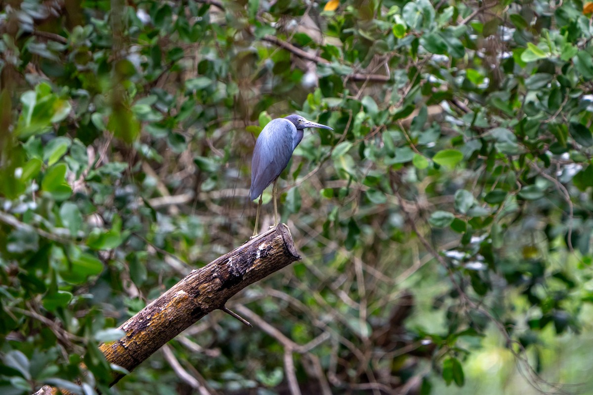 Aigrette bleue - ML610198902