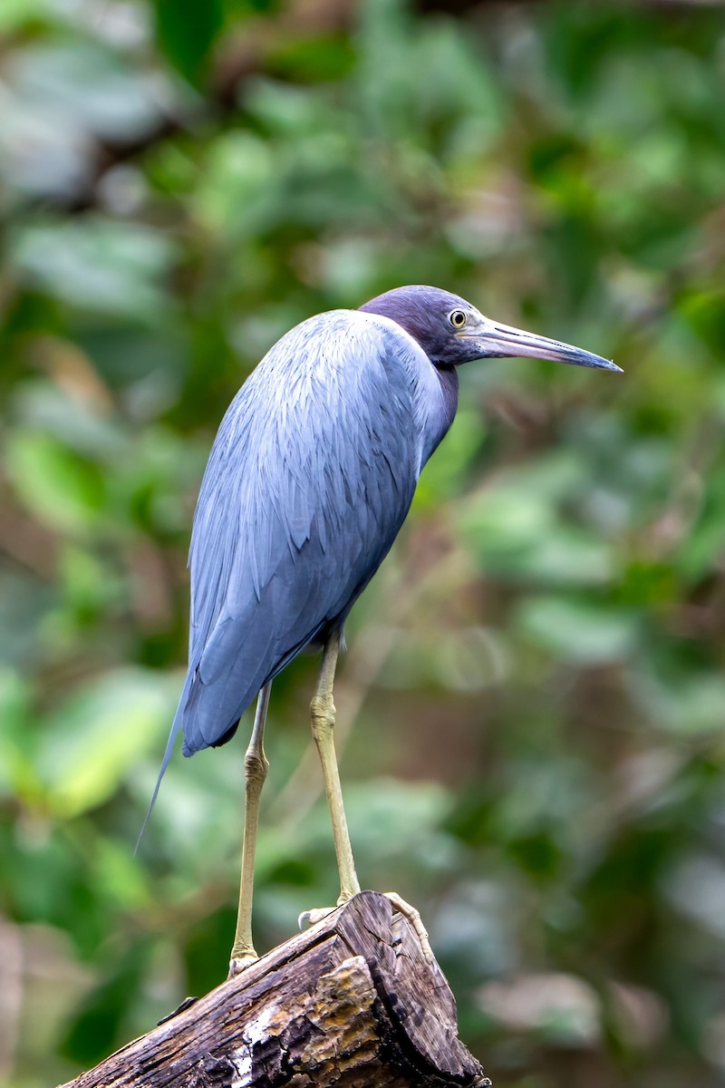 Aigrette bleue - ML610198903