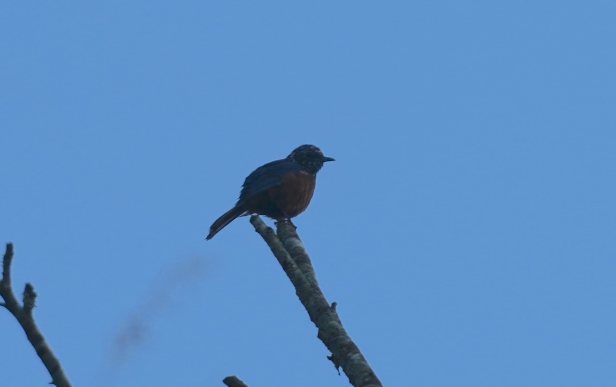 Chestnut-bellied Rock-Thrush - ML610198962