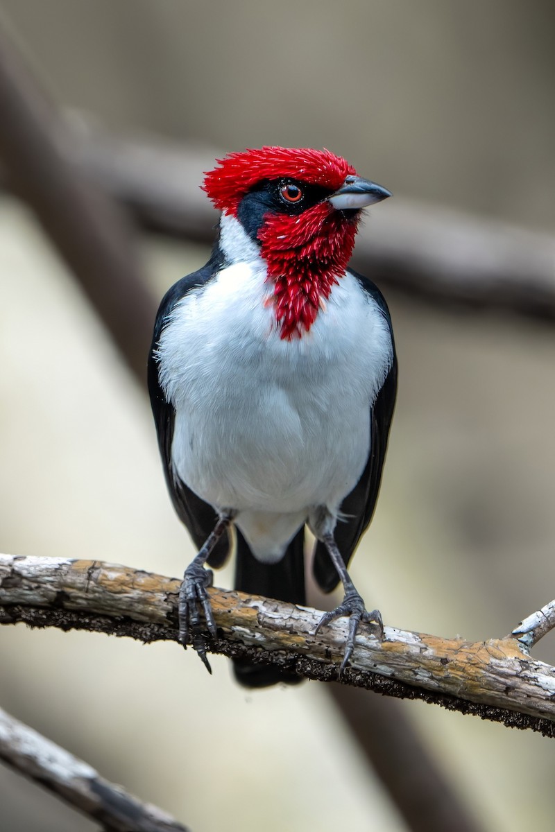 Masked Cardinal - ML610198981