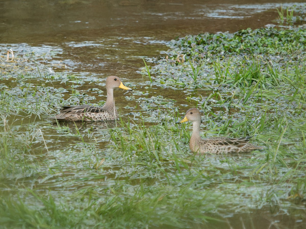 Yellow-billed Pintail - ML610199000