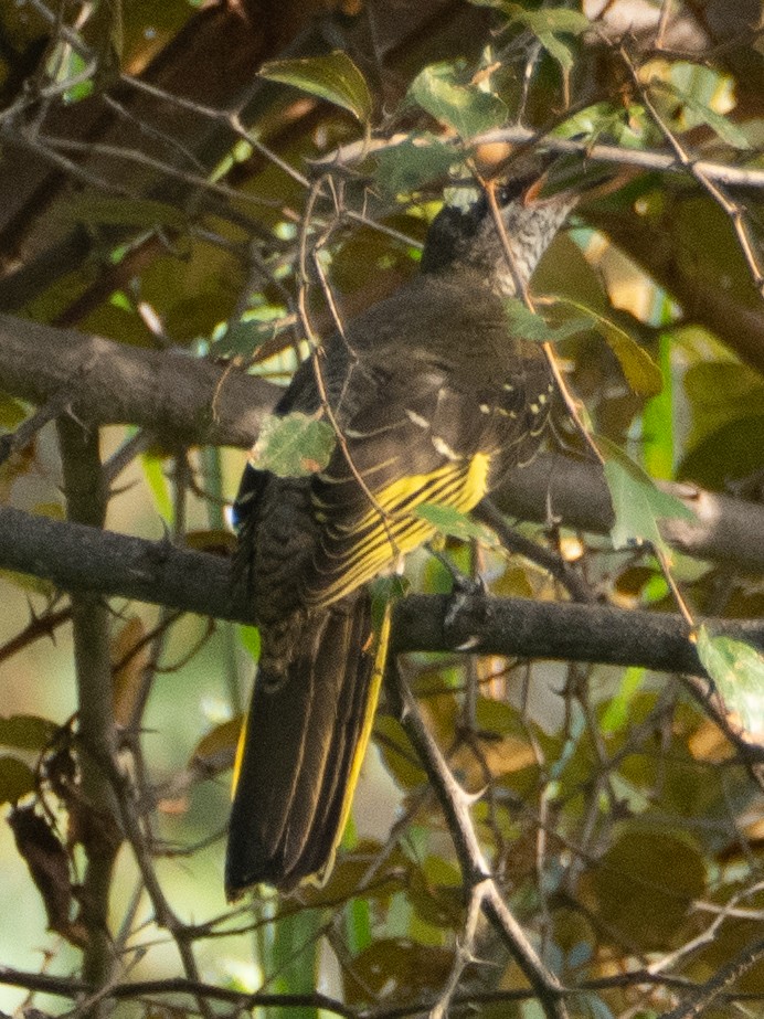 Red-shouldered Cuckooshrike - ML610199013