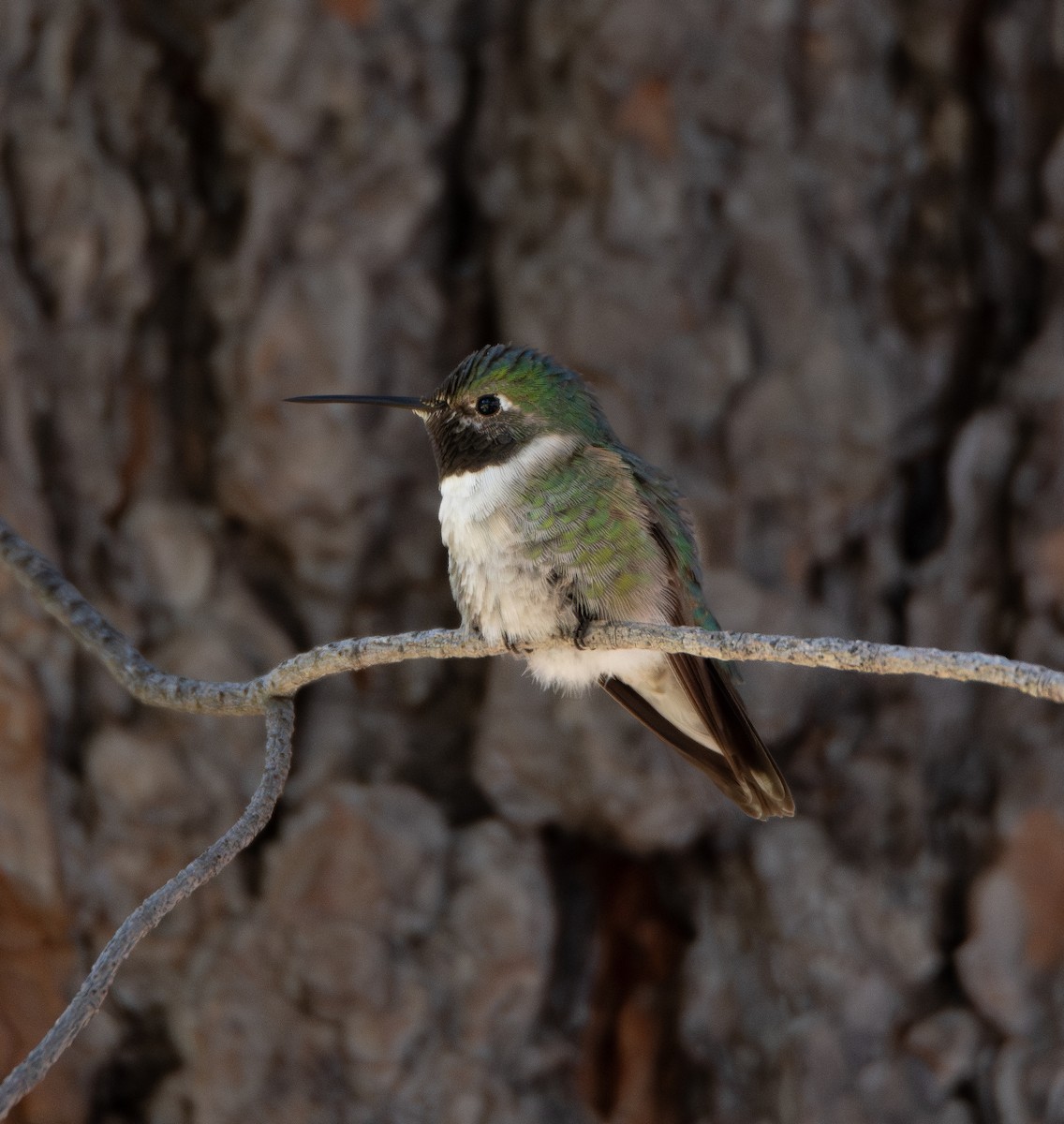 Broad-tailed Hummingbird - ML610199041