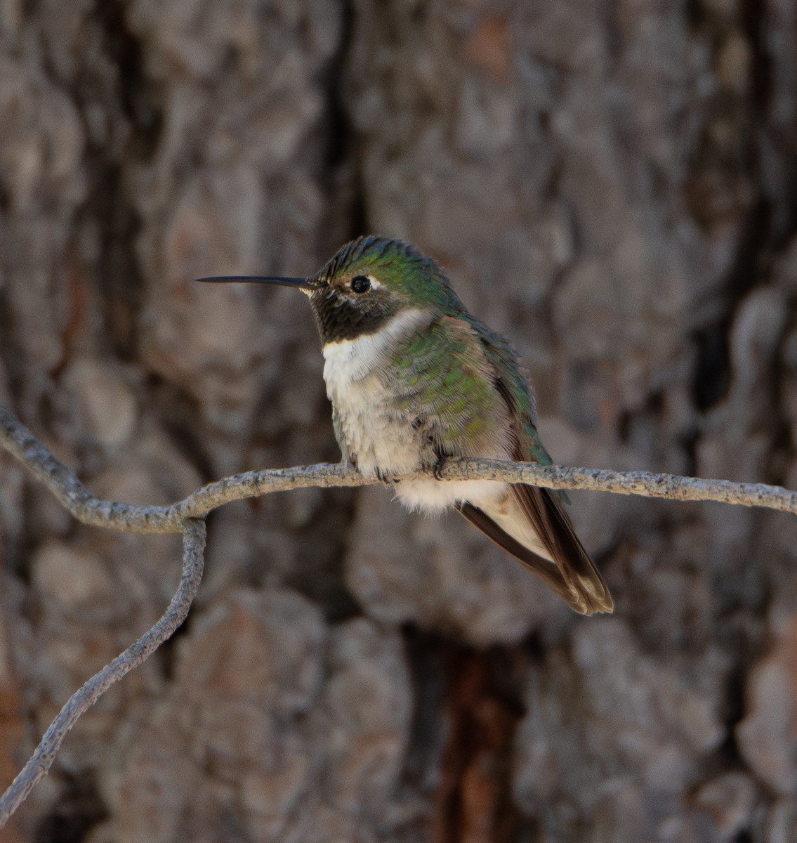 Broad-tailed Hummingbird - ML610199043